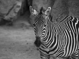 Fototapeta na wymiar portrait of zebra in black and white, with exchange of looks
