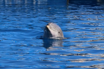 delfines  © juan