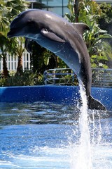 Naklejka premium delfines 