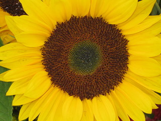 Fototapeta premium Sonnenblume