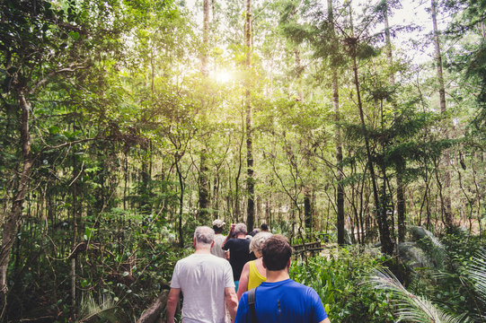 Group of people walking in a forest from back. Adventure, travel, tourism, hike and people friendship concept. Sports activity