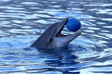 delfines 