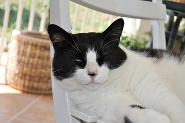 Chat blanc et noir avec un seul œil ouvert allongé sur une chaise blanche