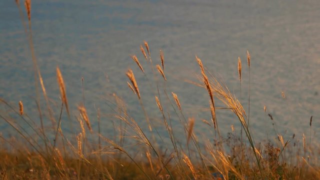 Dry grass Moving Slow with Wind In Frone Of Calm Sea Surface