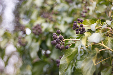 Hedera helix - Poisonous climbing garden plant in the background.