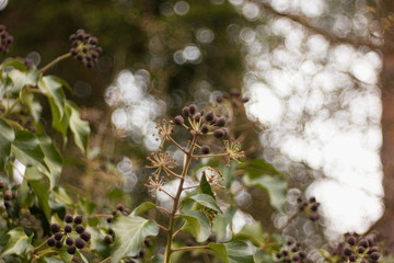 Hedera helix - Poisonous climbing garden plant in the background.