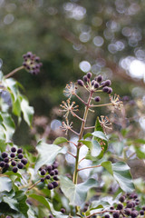 Hedera helix - Poisonous climbing garden plant in the background.