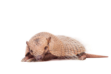 Six-banded armadillo on white