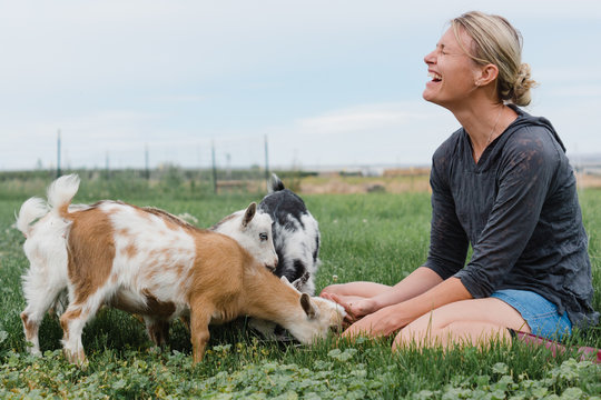 woman sits in pasture feeding pet pygmy goats grain