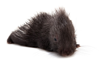 Indian crested Porcupine baby on white