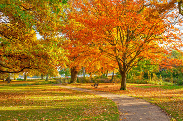 Naklejka premium Path into forrest