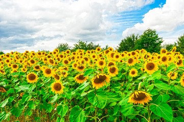 Sunflowers