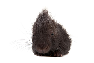 Indian crested Porcupine baby on white