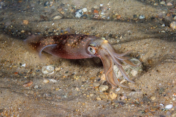 Squid on Sand