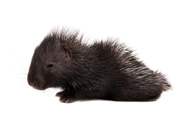 Obraz premium Indian crested Porcupine baby on white