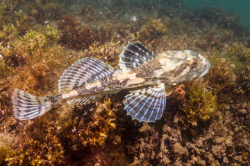 Short Horn Sculpin