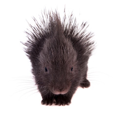 Indian crested Porcupine baby on white