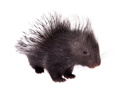 Indian Crested Porcupine Baby On White