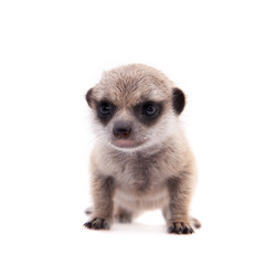 The meerkat or suricate cub, 2 month old, on white