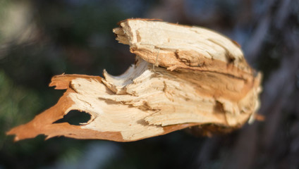 wood
