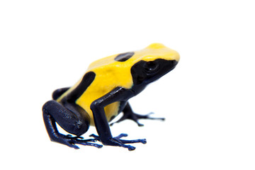 Citronella Dyeing Poison dart frogling, Dendrobates tinctorius, on white