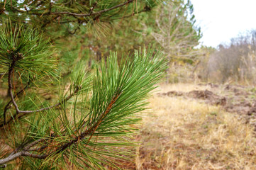 green branches with pine needles in the forest