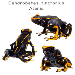 Alanis dyeing poison dart frog, Dendrobates tinctorius, on white