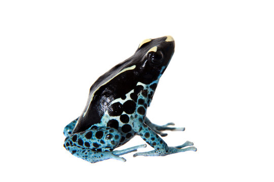 Awarape Dyeing Poison dart frog, Dendrobates tinctorius, on white
