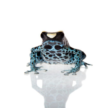 Awarape Dyeing Poison dart frog, Dendrobates tinctorius, on white