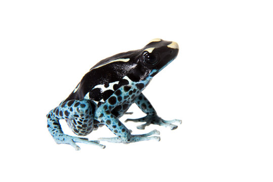 Awarape Dyeing Poison dart frog, Dendrobates tinctorius, on white