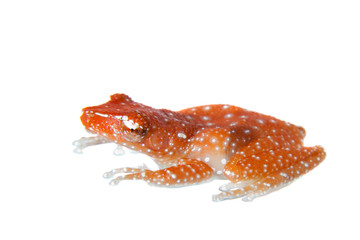 Cinnamon frog, Nictixalus pictus, on white