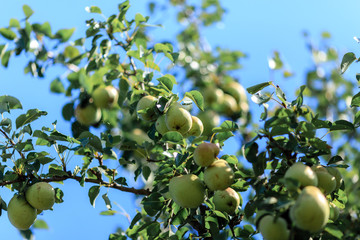 pears ripening on a tree with green leaves against blue sky