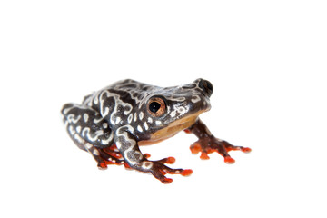 Riggenbach's reed frog, female, Hyperolius riggenbach, on white