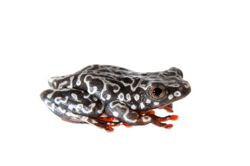 Riggenbach's reed frog, female, Hyperolius riggenbach, on white