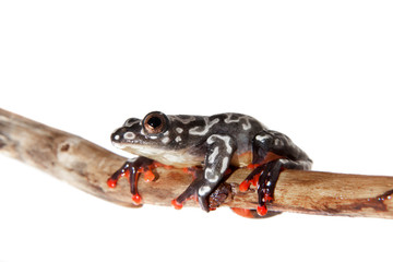 Riggenbach's reed frog, female, Hyperolius riggenbach, on white