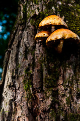 Mushrooms on the trunk