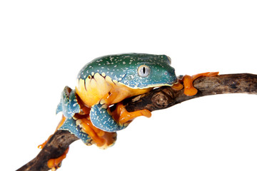 The fringe tree frog on white