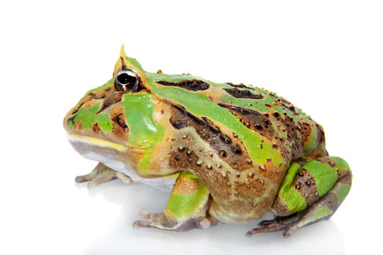 The Brazilian horned frog isolated on white