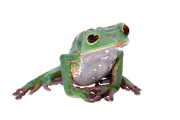 Tarsier Monkey Frog on white