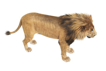 Lion feline young and strong. 3D rendering