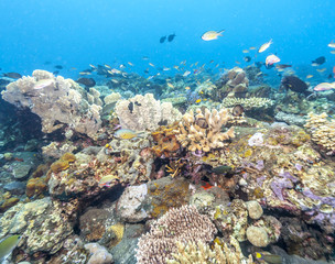 Coral reef off coast of Bali