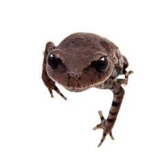 Kakhien Hills spadefoot toad on white