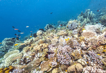 Coral reef off coast of Bali