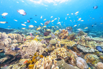 Obraz na płótnie Canvas Coral reef off coast of Bali