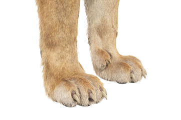 Fototapeta premium Lion paws wild big claws, close view. 3D rendering