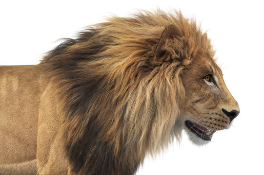 Lion african feline dangerous hunter, close view. 3D rendering