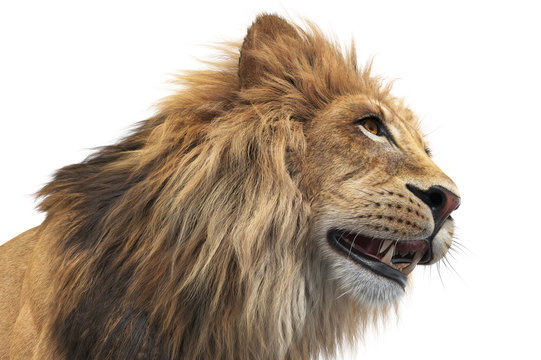 Lion head orange fur beautiful natural, close view. 3D rendering