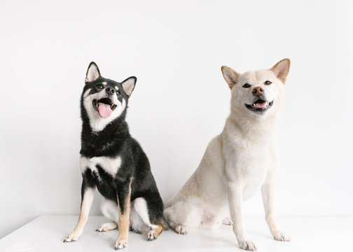 Shiba Inu dog friends sitting together