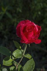 red rose covered with small droplets