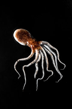 Octopus in a black background